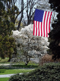 star magnolia and stripes