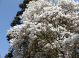 star magnolia