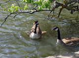 cheeky geese