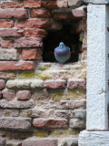 piccione veneziano -1160183.jpg