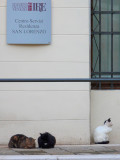 gatti di Venezia 1150498.jpg