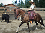Peruvian Paso and his First Cow