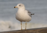 seagull.jpg