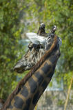 Long Neck Masai