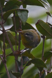 Northern Parula Warbler