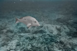 Taken with a disposable Kodak film camera while snorkeling on 7-Mile Beach