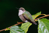 Ruby Throated Hummingbird - Female