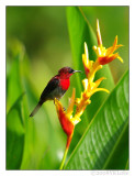 Crimson Sunbird