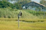 Osprey on Swallows nest box