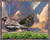 two birds on a fence