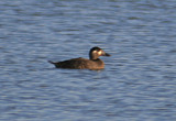 Surf Scoter