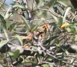 LeContes Sparrow - Juvenile