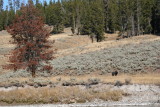 Grizzly Near LeHardy Rapids