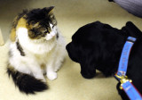 pbase Moki Meet Oscar _DSC0361.jpg