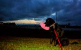 Black dog looking at Black Clouds.jpg