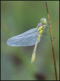 Common Darter / Bruinrode Heidelibel