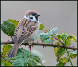 Tree Sparrow / Ringmus