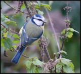 Blue Tit / Pimpelmees