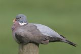 Wood Pigeon / Houtduif
