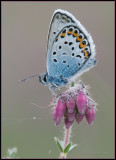 Silver-studded Blue / Heideblauwtje