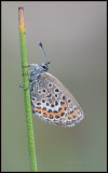 Silver-studded Blue / Heideblauwtje