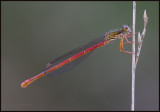 Small Red Damselfly / Koraaljuffer