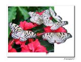 6 Butterflies - OBD