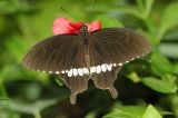Papilio polytes - Common Mormon   DSC_3169_Palm16.jpg