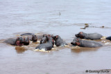 Hippos Bathing