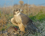 Prairie Falcon Doug Scotts bird