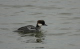 nonnetje / smew