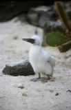 Red Footed Booby chick