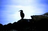 Flightless Cormorant