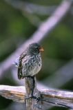 Small Tree Finch