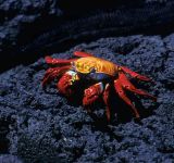 Sally Lightfoot Crab