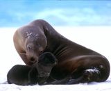 Sea lion with pup