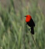 Scarlet-headed Blackbird - vagrant