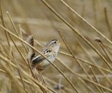 Sedge Wren