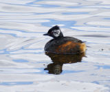 White-tufted Grebe