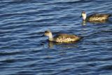 Crested Duck