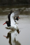 American Oystercatchers