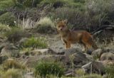 South American fox