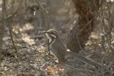 Long-tailed Ground-Roller