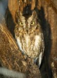 Torotoroka Scops-Owl