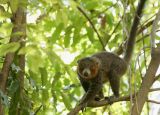 Mongoose Lemur
