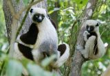 Coquerels sifaka and young