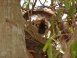 Red-fronted brown lemur youngster