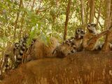 Ring-tailed lemur family
