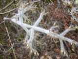 Fuzzy white twig