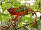 Panther chameleon